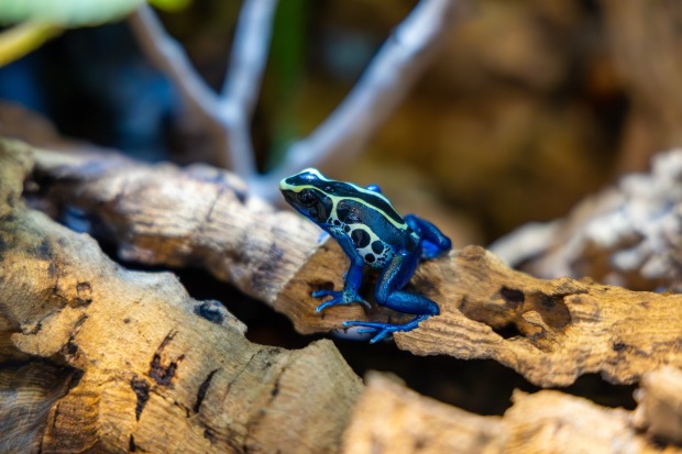 Pfeilgiftfrosch