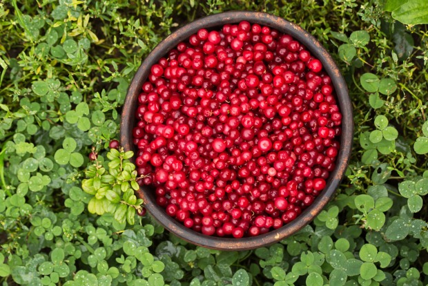 Preiselbeeren in einer Schale | Credit: iStock.com/Mallivan