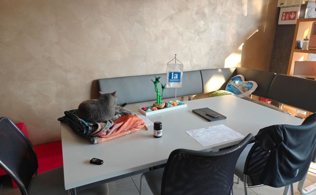 Corona liegt mit Decke auf einem Tisch | Credit: Lilli Platzer