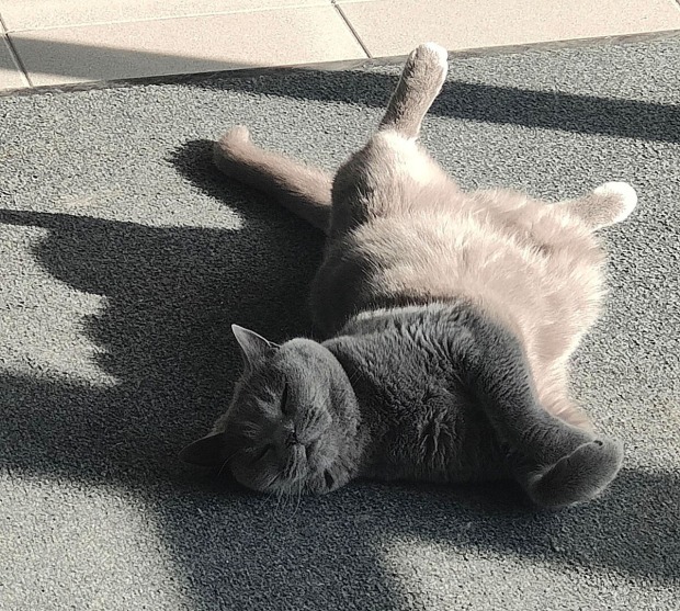 Corona liegt in der Sonne | Credit: Lilli Platzer