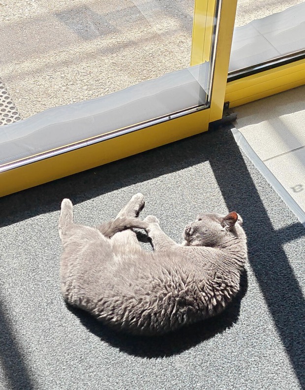Corona liegt in der Sonne | Credit: Lilli Platzer
