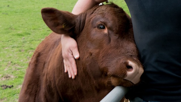 Mann streichelt eine Kuh | Credit: iStock.com/Yvonne Lebens
