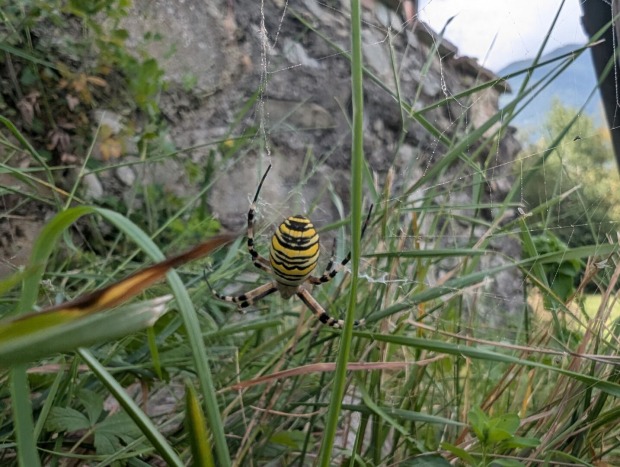 Eine Wespenspinne zwischen Gras.