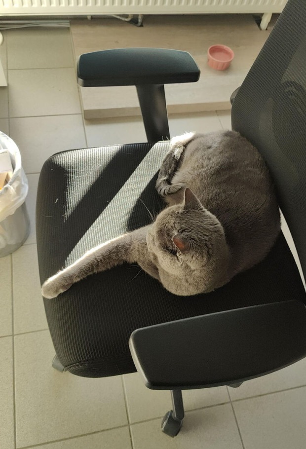 Corona liegt auf einem Bürostuhl | Credit: Lilli Platzer