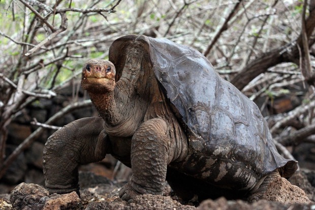 Die Schildkröte "Einsamer George".