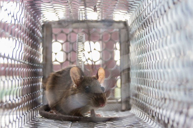 Nahaufnahme einer Ratte, die in einem Käfig gefangen sitzt