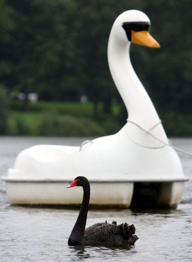 Schwan Petra mit ihrem Tretboot.