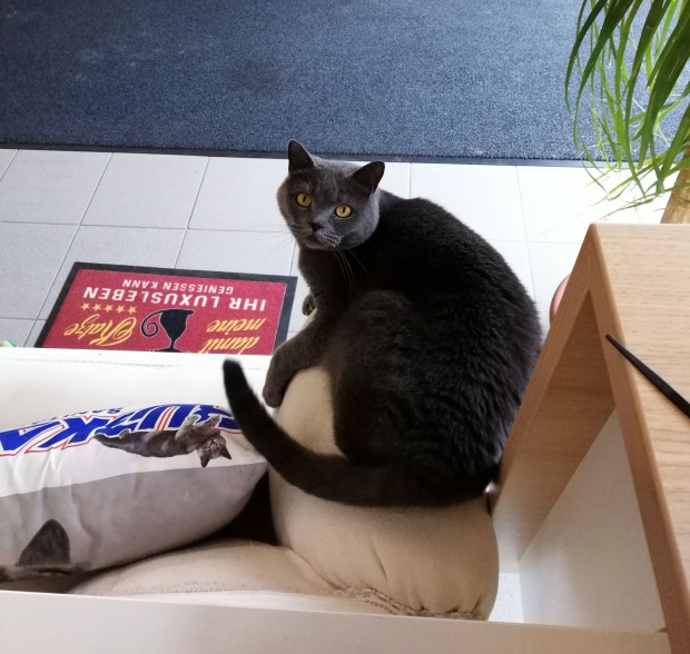 Corona sitzt auf der Couch | Credit: Lilli Platzer