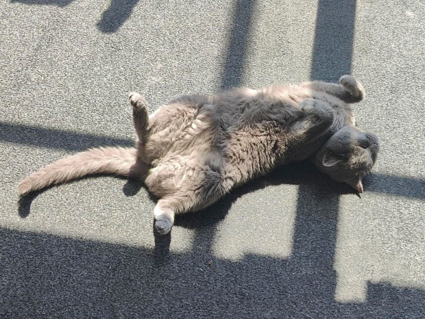 Corona liegt ausgestreckt am Boden | Credit: Lilli Platzer
