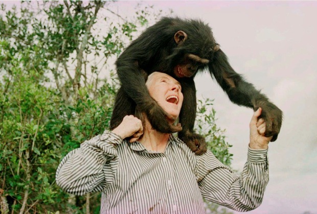 Jane Goodall mit einem Schimpansen auf den Schultern, lachend und spielerisch im direkten Kontakt inmitten grüner Natur.