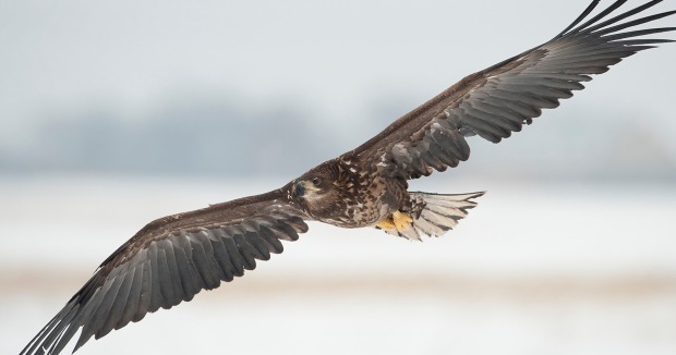 junger Seeadler im Flug
