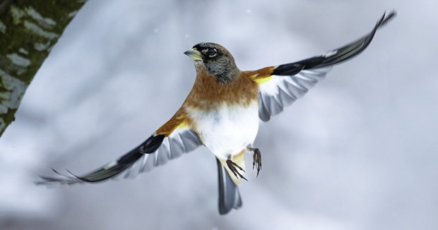 Bergfink im Flug