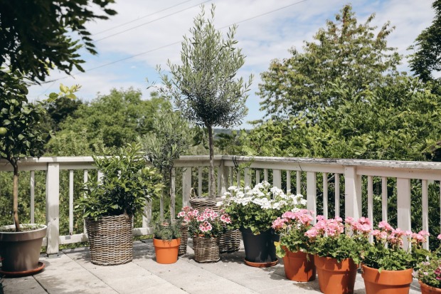 Mediterrane Pflanzen auf einem Balkon.