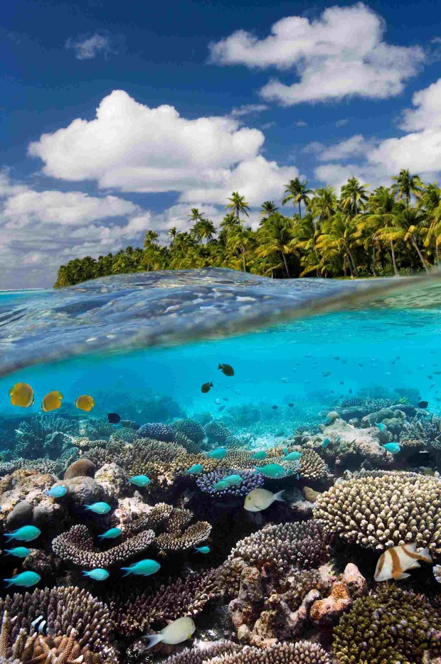 Halb-unterwasser Aufnahme von Aitutaki mit Korallenriff und bunten Fischen im klaren Wasser sowie Palmeninsel über der Wasseroberfläche.