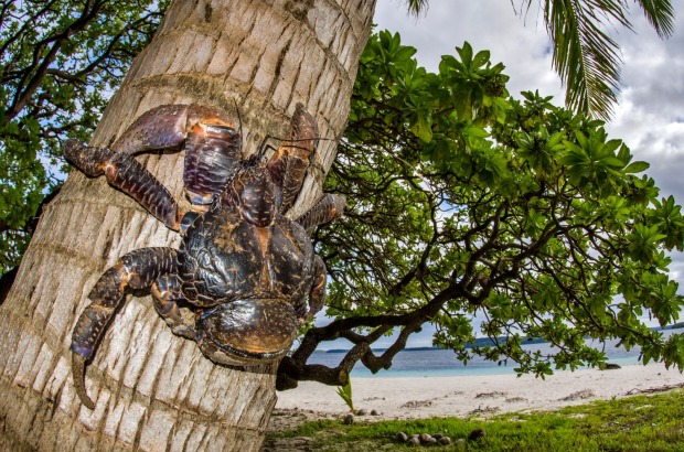 Ein großer Palmendiebkrebs auf einer Palme.