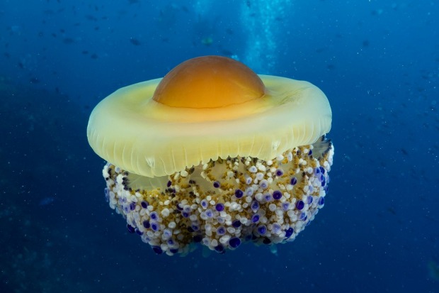 Spiegeleiqualle