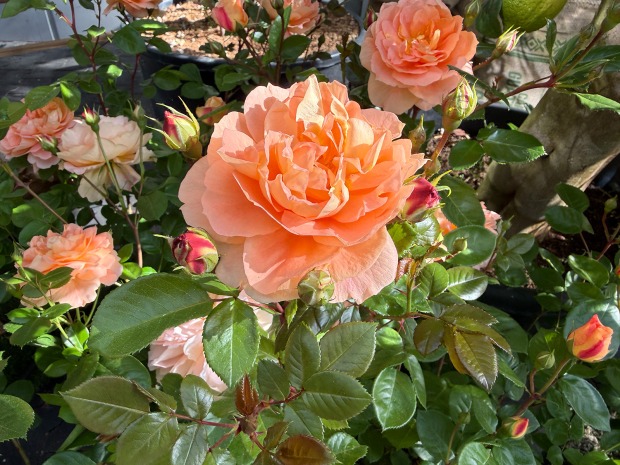 Dopetsberger Rose „Château Apricot" | Credit: Gärtnerei Dopetsberger