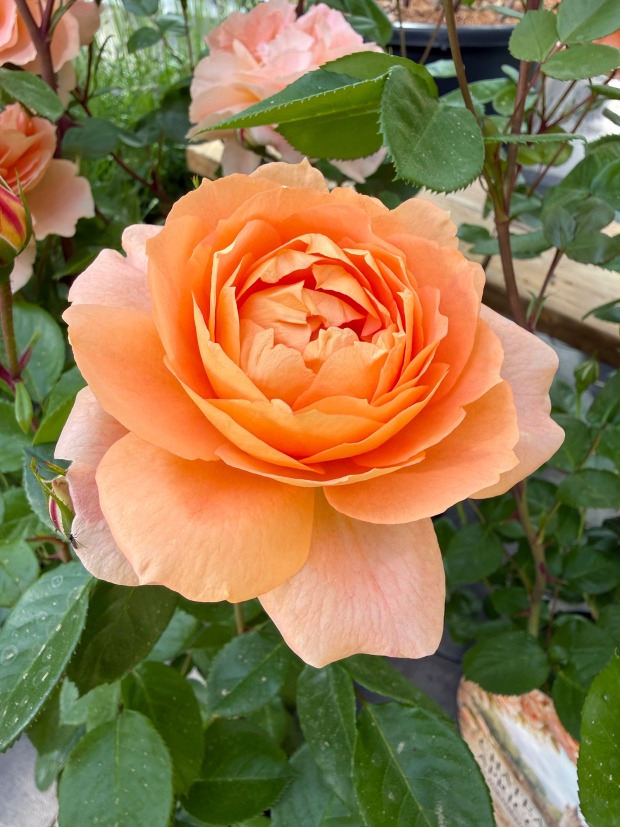 Dopetsberger Rose „Château Apricot" | Credit: Gärtnerei Dopetsberger
