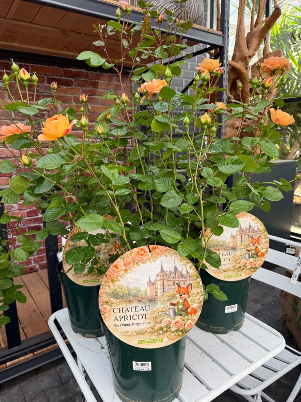 Dopetsberger Rose „Château Apricot | Credit: Gärtnerei Dopetsberger