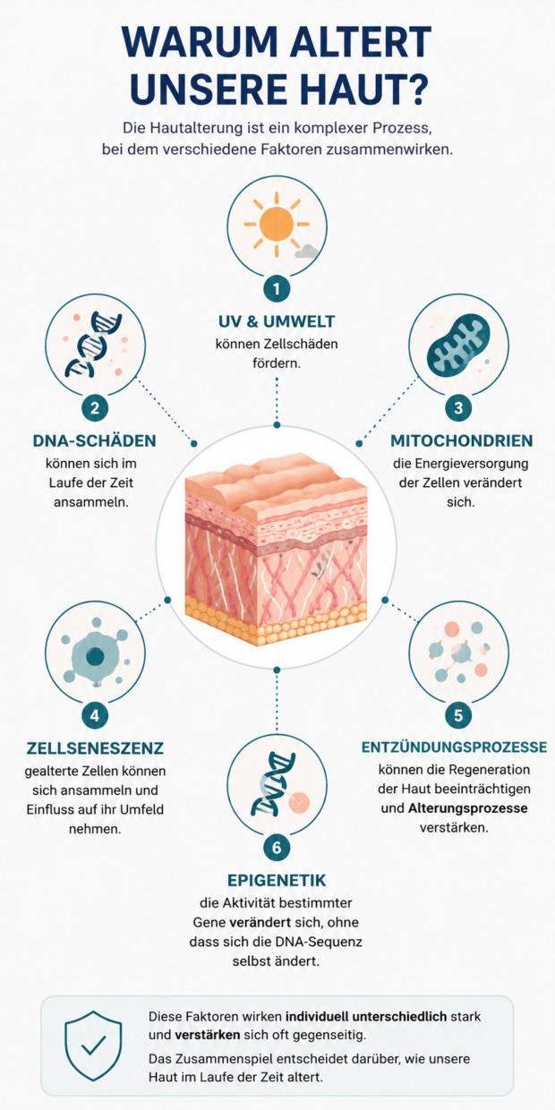 Infografik zu Skin Longevity mit sechs Faktoren der Hautalterung: UV-Strahlung, DNA-Schäden, Mitochondrien, Zellseneszenz, Entzündungen und Epigenetik.