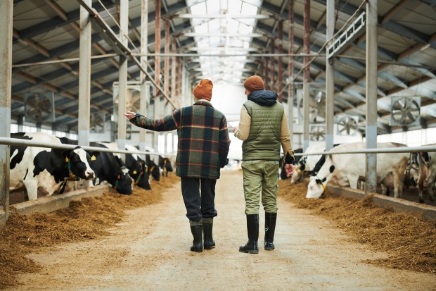Personen bei der Begehung eines großen Rinderstalls | Credit: Pressmaster/iStock.com