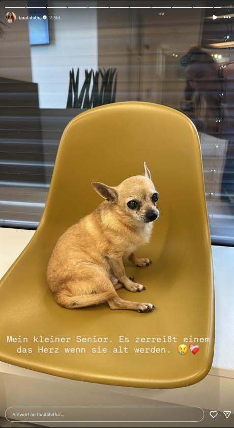 Der Hund von Tara Tabitha sitzt während eines Besuchs in der Tierklinik auf einem Stuhl.