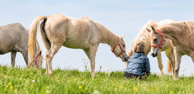 Pferde und Esel auf der Weide | Credit: Gut Aiderbichl