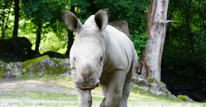 Nashornbaby Tamika | Credit: Zoo Salzburg