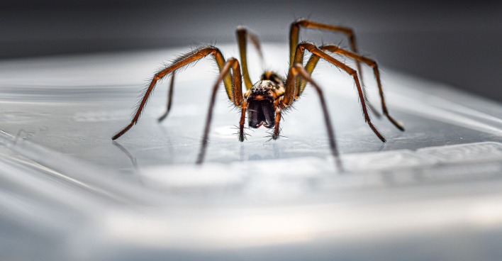 Nahaufnahme einer Spinne