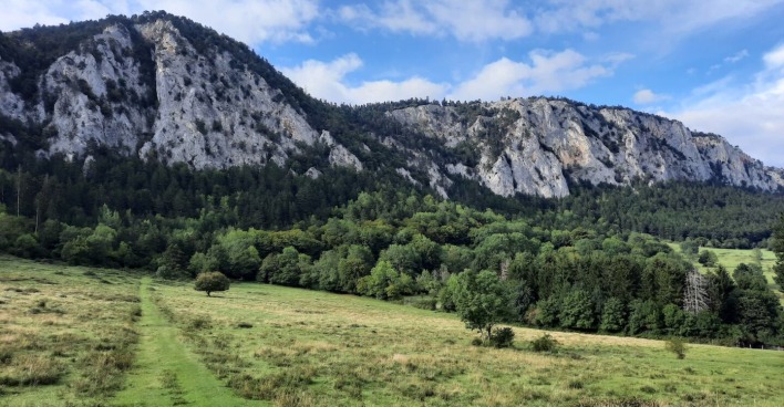 Kuhweide vor Bergpanorama