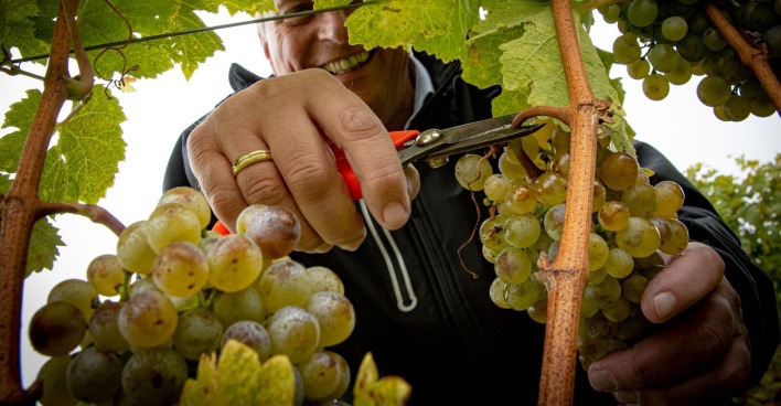 Winzer bei der Weinlese