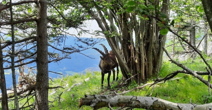 Junger Steinbock kratzt sich am Strauch.