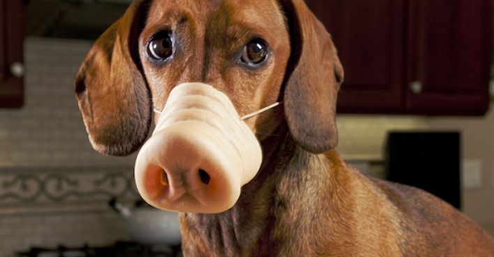 Innerer Schweinehund | Credit:  Armadillo Stock 2010/iStockfoto/Thinkstock