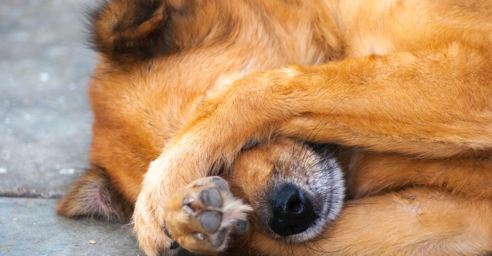 Auf Hunde und Katzen sollte man jetzt besonders Acht geben.