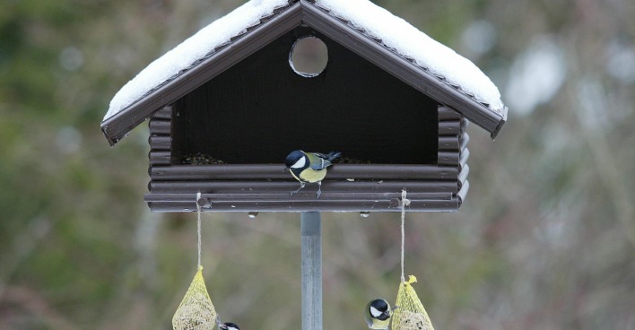 Vogelhaus mit Meisen | Credit: Franz Neumayr