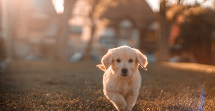 Ein Golden Retriever-Welpe läuft bei Sonnenuntergang über eine Wiese