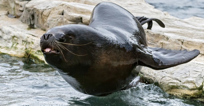 Robbenmännchen Comandate am Weg ins Wasser