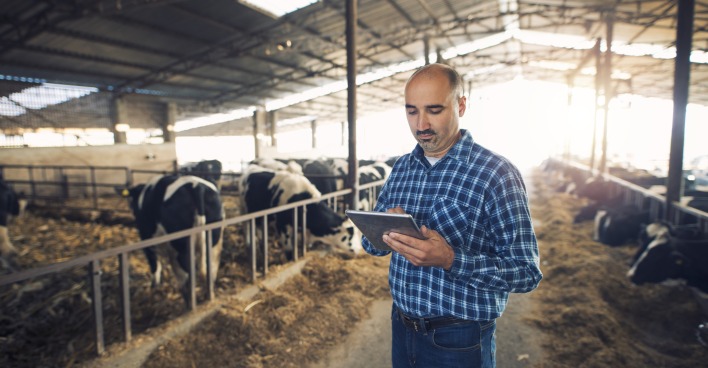 Ein Landwirt steuert die Abläufe in seinem Kuhstall mit einem Tablet