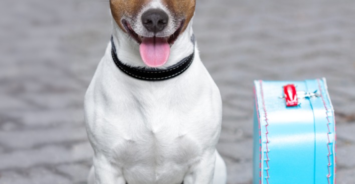 Ein Hund auf Reisen | Credit: iStock.com/damedeeso