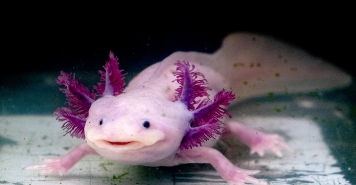 Axolotl | Credit: IZANBAR/ISTOCK/GETTY IMAGES