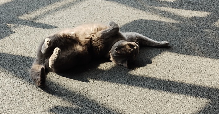 Wer ist hier der Boss? Ganz klar diese Katze! | Credit: Lilli Platzer