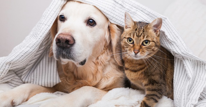 Hund &amp; Katze | Credit: iStock.com/Prystai