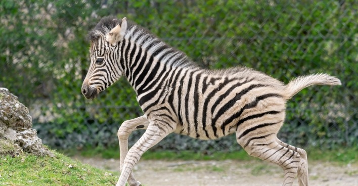 Die kleine Sylvia