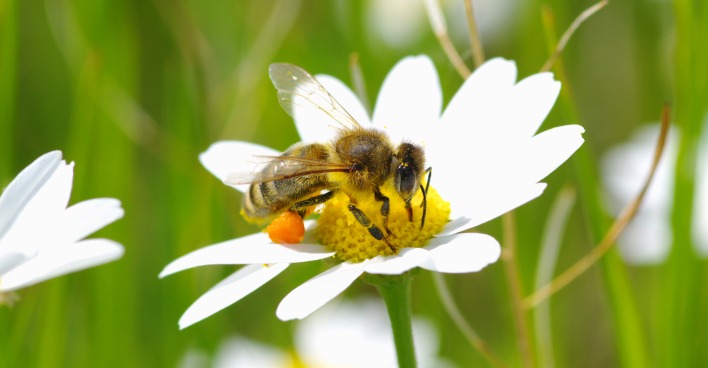 Biene auf Margerite