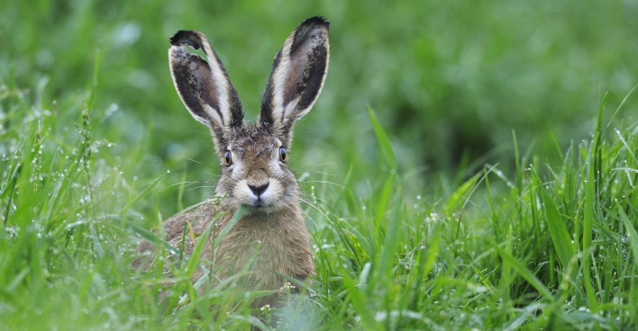 In Hausmanstätten wurde schon wieder ein Hase an einen Baumstumpf genagelt.