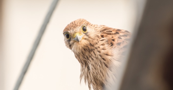 Turmfalke beobachtet