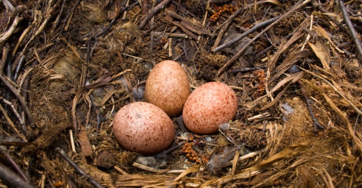 Nest mit Turmfalkeneiern