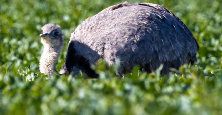 Ein Nandu auf einem Feld