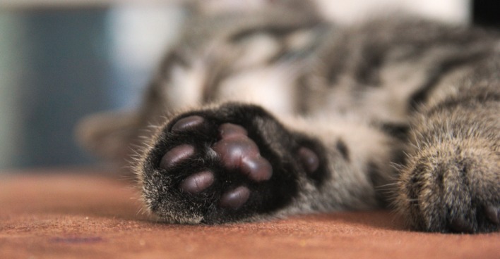 Pfoten einer Katze | Credit: iStock.com/CHochhal