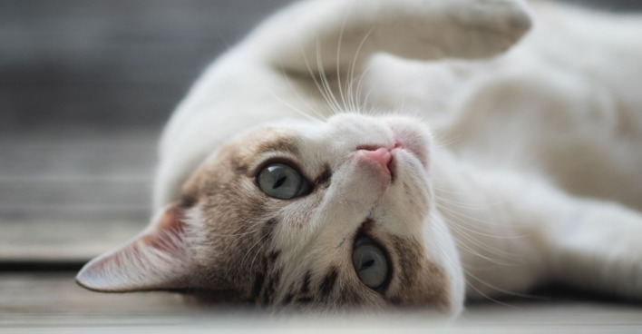 Katze liegt auf dem Rücken | Credit: iStock.com/quantum40